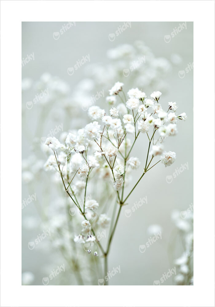 Πόστερ GYPSOPHILA