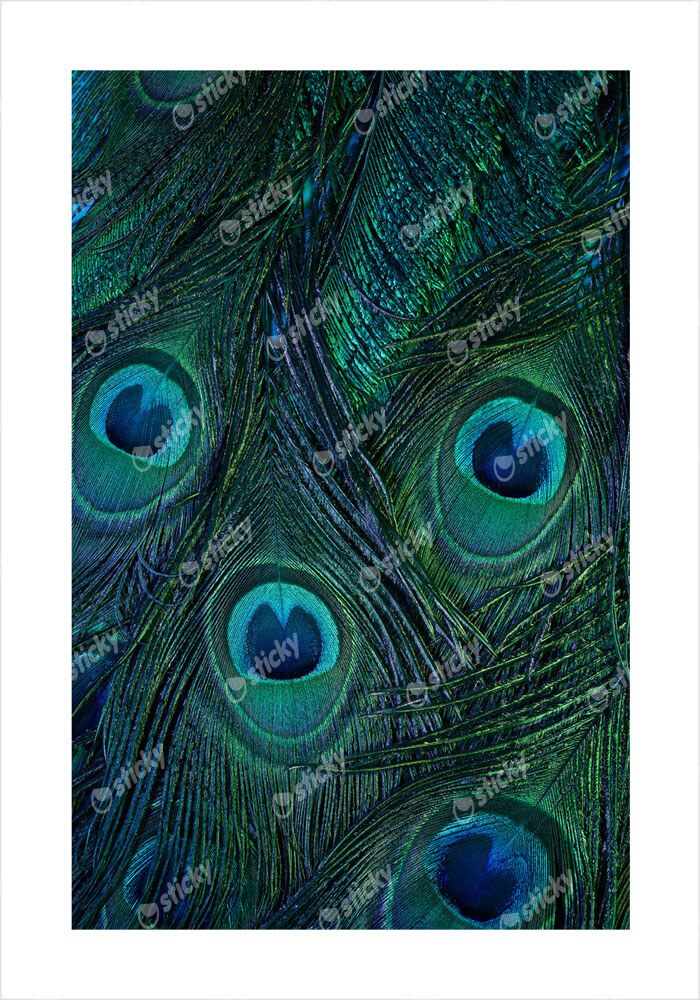 Πόστερ PEACOCK FEATHERS