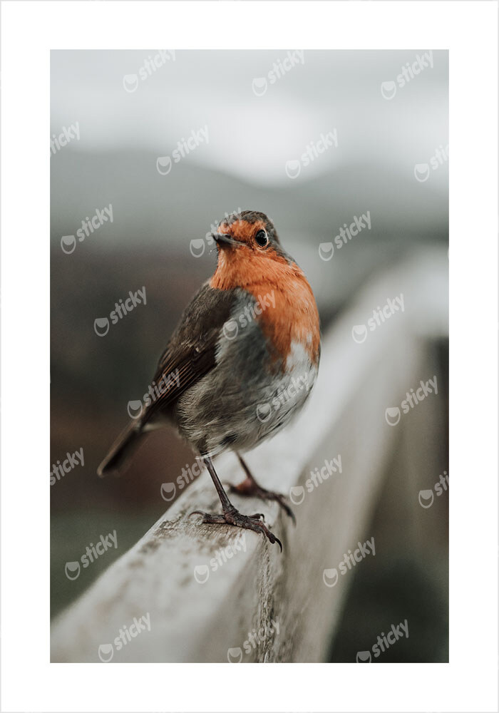 Πόστερ TAME ROBIN