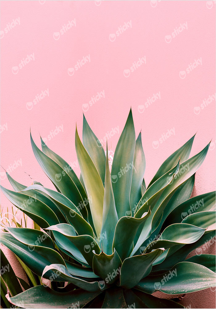 Πόστερ ALOE ON PINK BG