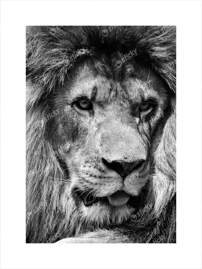 Πόστερ LION CLOSE UP BW