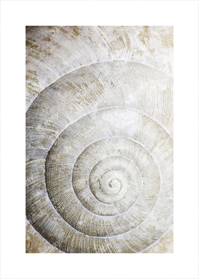 Πόστερ SHELL MACRO