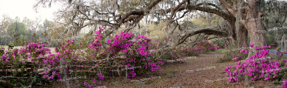 Πίνακας Πανοραμικός AZALEA