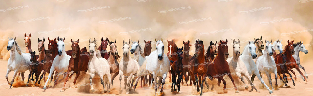 Πίνακας σε καμβά Πανοραμικός HORSES