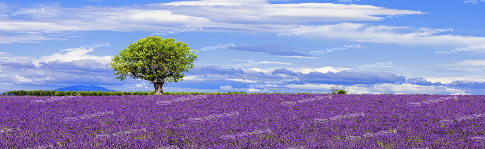 Πίνακας Πανοραμικός LAVENDER FIELD