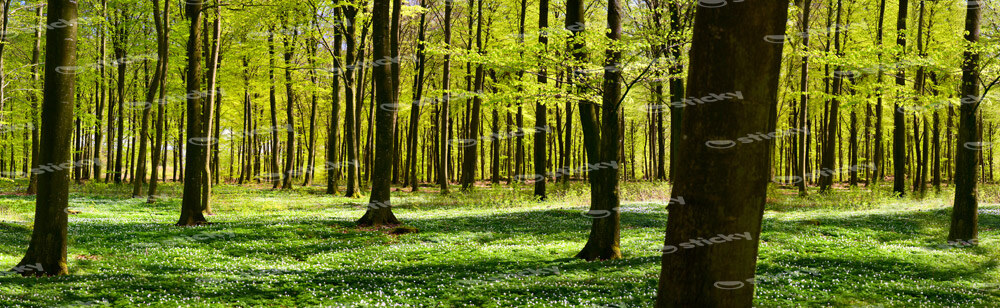 Πίνακας σε καμβά Πανοραμικός FOREST