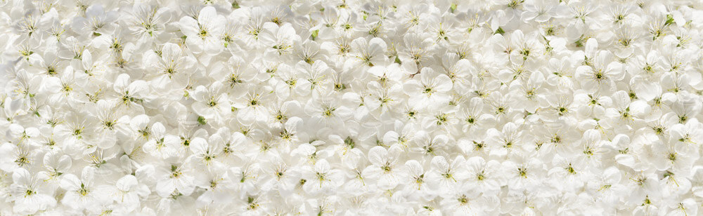Πίνακας Πανοραμικός σε καμβά WHITE CHERRY FLOWERS