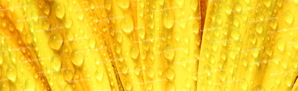 Πίνακας Πανοραμικός YELLOW DAISY