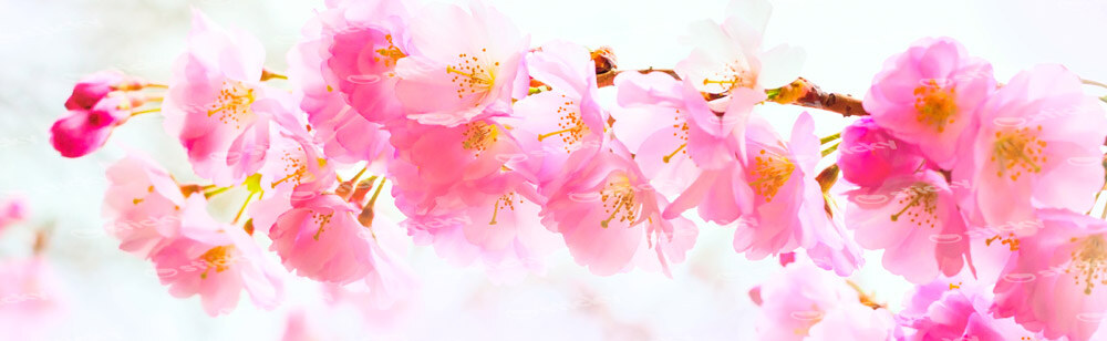 Πίνακας Πανοραμικός σε καμβά SAKURA BRANCH PINK CHERRY