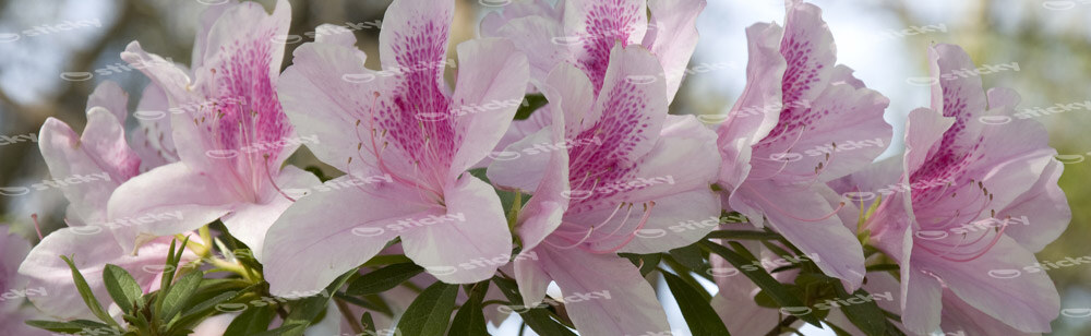 Πίνακας Πανοραμικός σε καμβά GROUP OF PINK AZALEAS