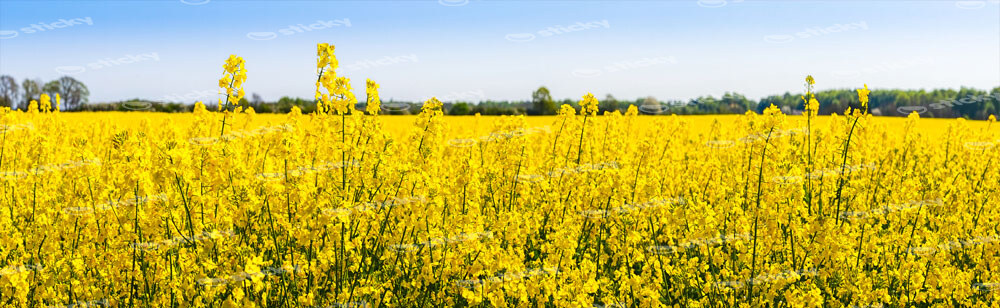 Πίνακας Πανοραμικός σε καμβά RAPESEED FLOWERS IN SPRINGTIME