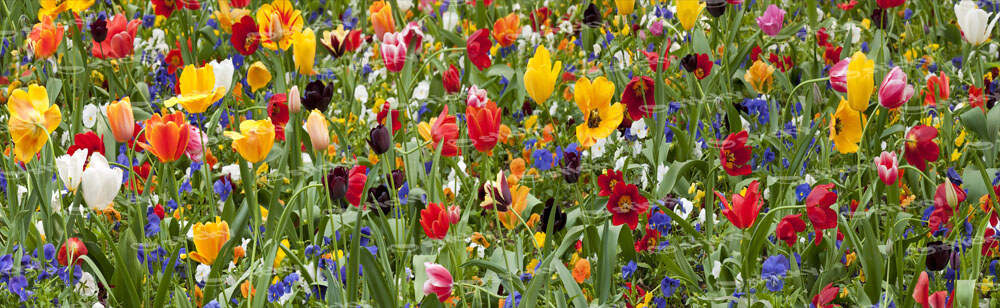 Πίνακας Πανοραμικός σε καμβά TULIP FIESTA