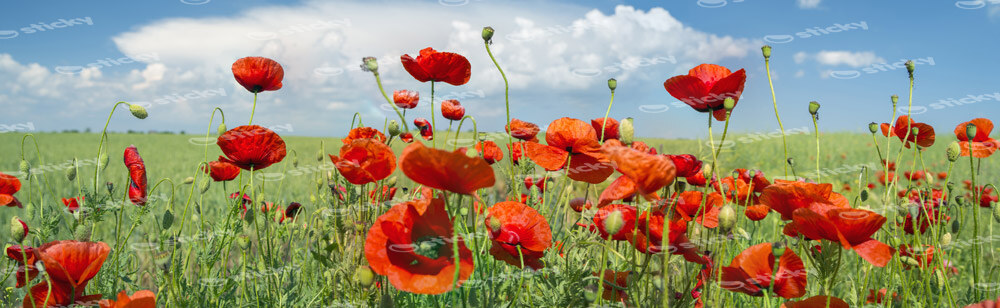 Πίνακας Πανοραμικός σε καμβά POPPIES AND CLOUDS
