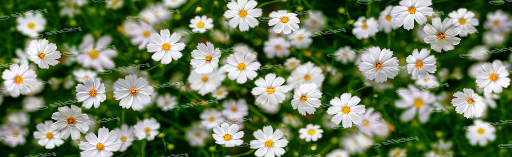 Πίνακας Πανοραμικός WHITE FLOWERS