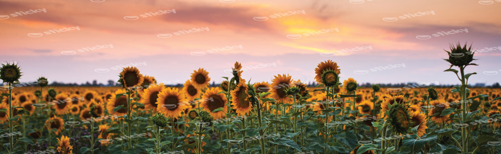 Πίνακας Πανοραμικός SUNFLOWERS SUNSET